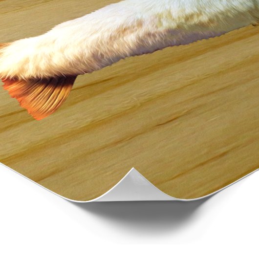 Poster Truite fourrure (Coin)