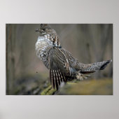 Poster Trumming de tétras (Devant)