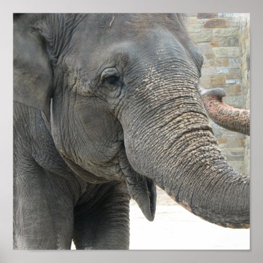 Poster Trumpeing Elephant Print (Devant)
