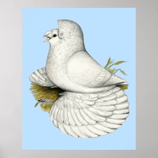 Poster Trumpeter Pigeon White (Devant)