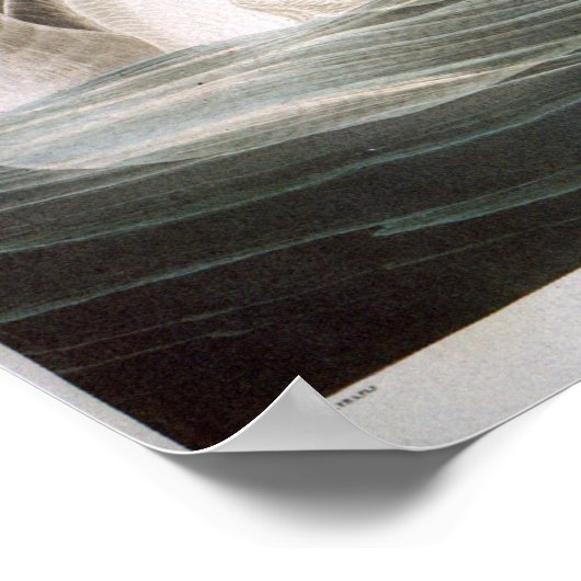 Poster Trumpeter Swan, John James Audubon (Coin)