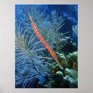 Poster Trumpetfish in Utila