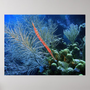 Poster Trumpetfish in Utila