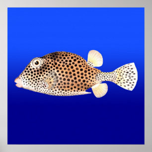Poster Trunkfish repéré sur l'arrière - plan bleu