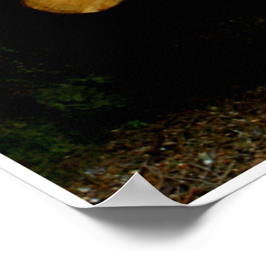 Poster Trunks de Johannes Stötter (Coin)