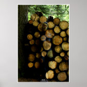 Poster Trunks de Johannes Stötter (Devant)