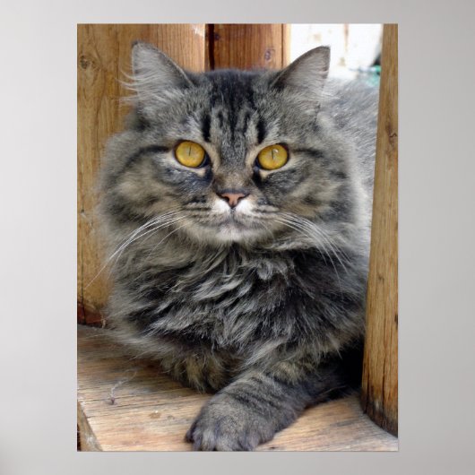 Poster Tsigante (Devant)