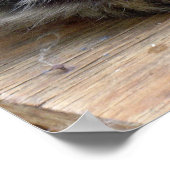 Poster Tsigante (Coin)