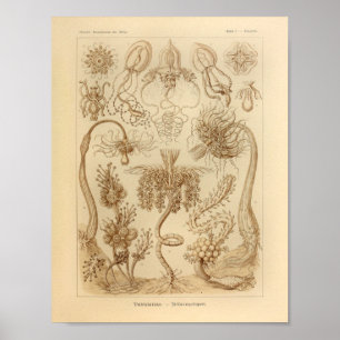 Poster Tubulaires vintages couleur Ernst Haeckel Imprimer