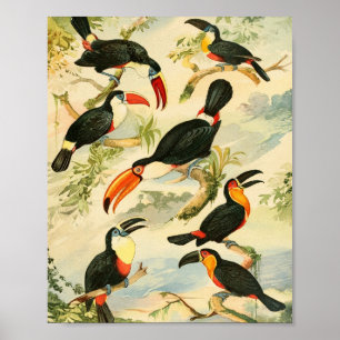 Poster Tucános, Emil August Göldi (1900-1906)