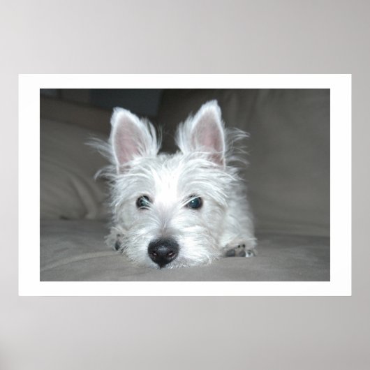 Poster Tucker (Devant)