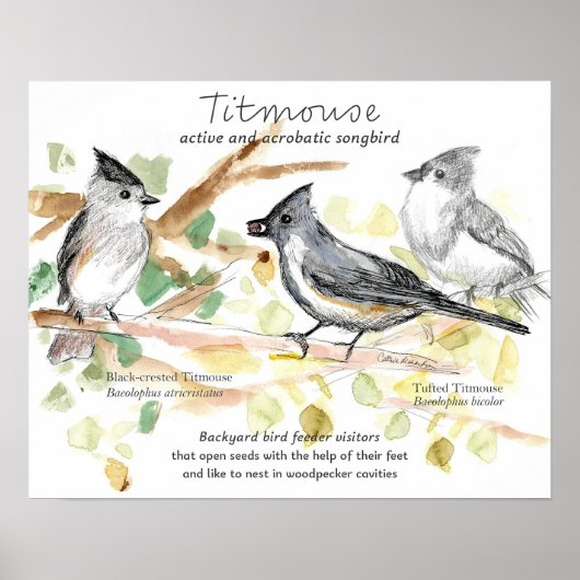 Poster Tufted Titmouse Songbird Leaves Trees (Devant)