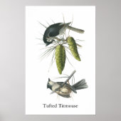 Poster Tufted Titsouris, John Audubon (Devant)