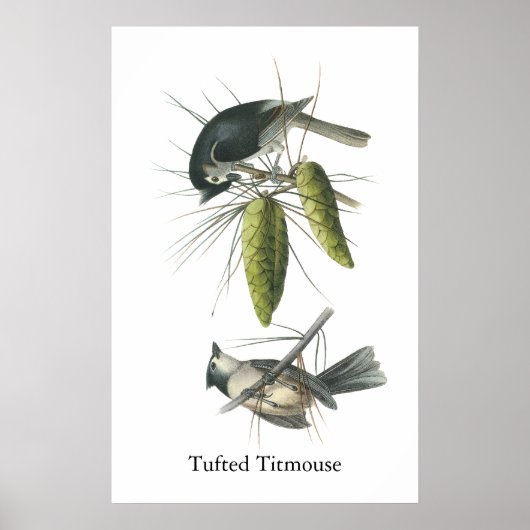 Poster Tufted Titsouris, John Audubon (Devant)
