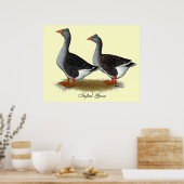 Poster Tufted toulouse Geese (Cuisine)