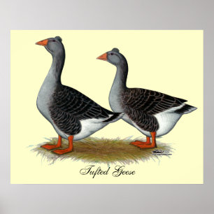 Poster Tufted toulouse Geese