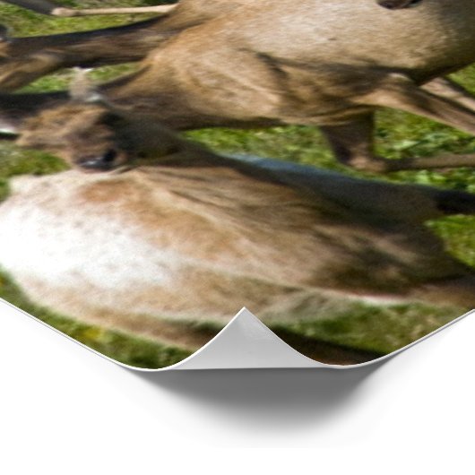 Poster Tule Elk| Point Reyes National Seashore, CA (Coin)