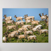 Poster Tule Elk| Point Reyes National Seashore, CA (Devant)