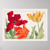 Poster Tulide perroquet, Floral (Devant)