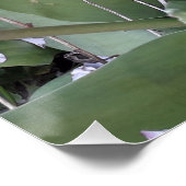 Poster Tulières de jardin (Coin)
