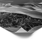 Poster Tulières noires et blanches (Coin)