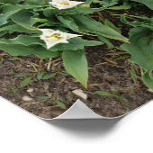 Poster Tulières rouges et blanches (Coin)
