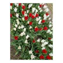 Tulières rouges et blanches