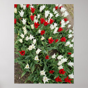 Poster Tulières rouges et blanches