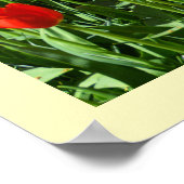 Poster Tulières rouges et blanches (Coin)