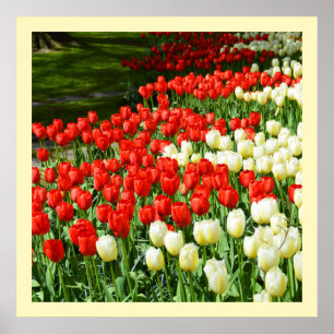 Poster Tulières rouges et blanches