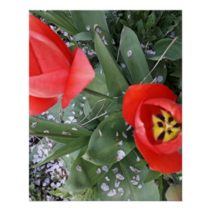 Poster Tuliforme rouge