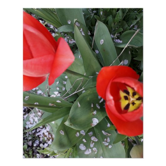 Poster Tuliforme rouge (Devant)