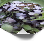 Poster Tuliforme rouge (Coin)