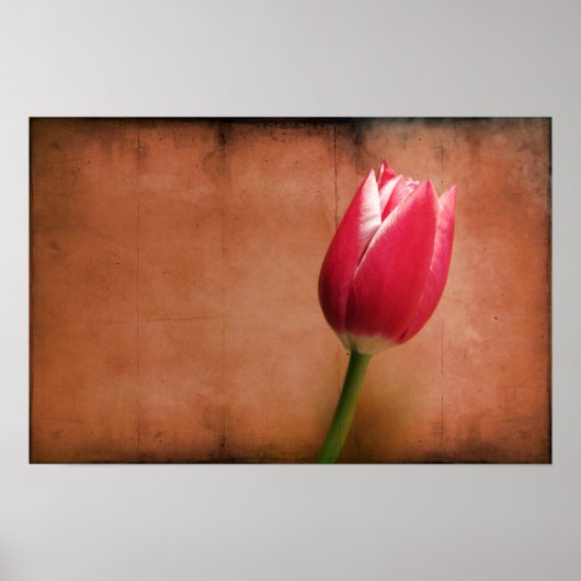 Poster Tulip (Devant)