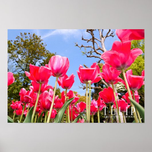 Poster Tulip (Devant)