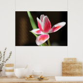 Poster Tulip (Cuisine)