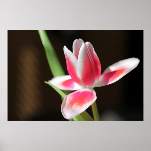 Poster Tulip (Devant)