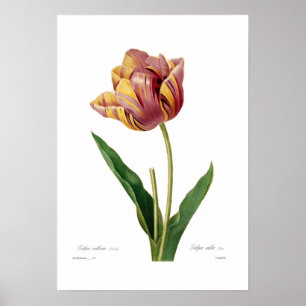 Poster Tulip