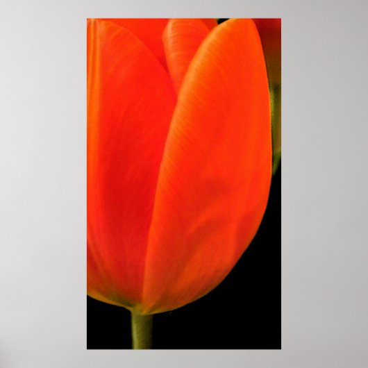Poster Tulip (Devant)
