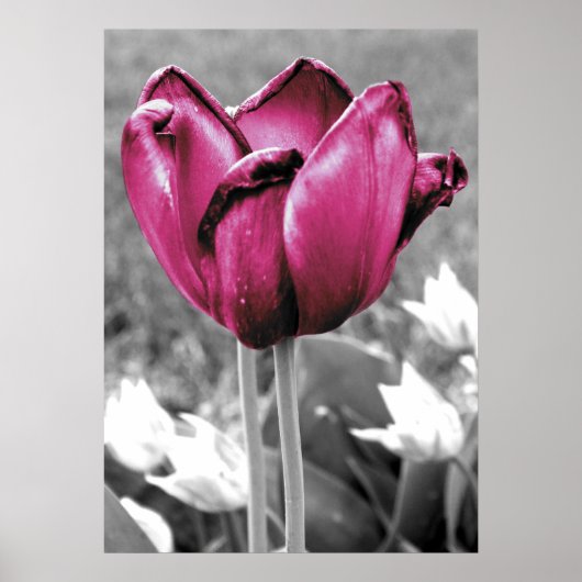 Poster Tulip (Devant)