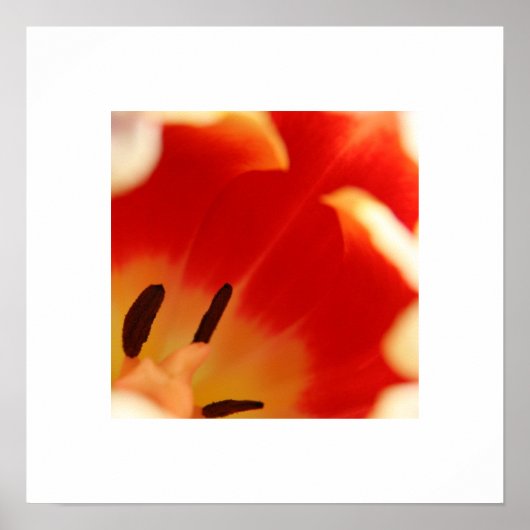 Poster Tulip (Devant)