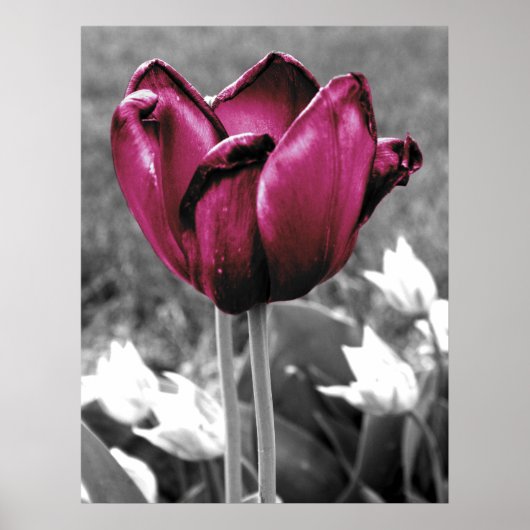 Poster Tulip Art (Devant)
