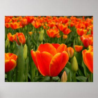 Poster Tulip Delft 2