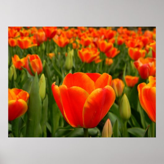 Poster Tulip Delft 2 (Devant)