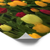 Poster Tulip Farm (Coin)