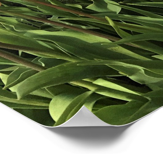 Poster Tulip Farm (Coin)