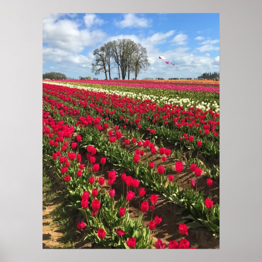 Poster Tulip Field with Kite (Devant)