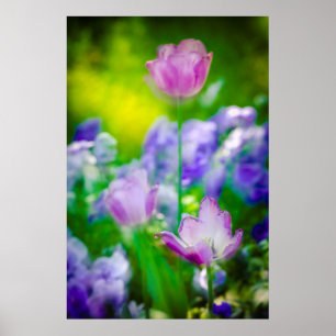 Poster Tulip garden, Giverny, France