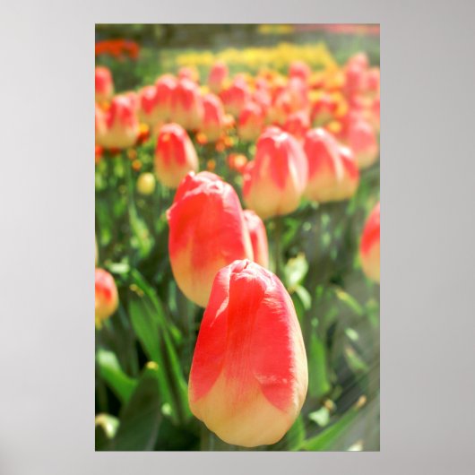 Poster Tulip Heaven (Devant)