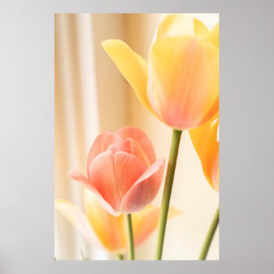 POSTER TULIP JAUNE ET ROUGE EN BLOOM FERMER PHOTO